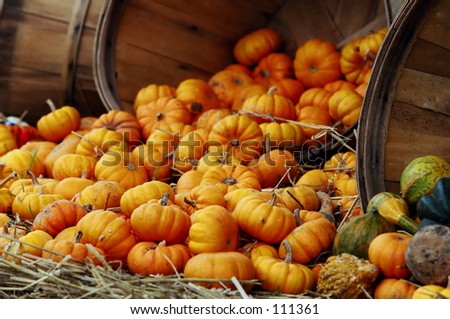pumpkins spilling from basket
