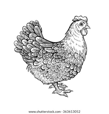 Chicken Illustration Black And White Limited Edition Fine Art Prints Hand Signed By The Illustrator Are Available Biduan