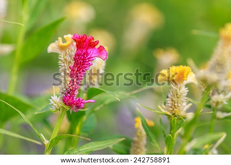 Two tone Cockscomb Flowers or  Chinese Wool Flower
