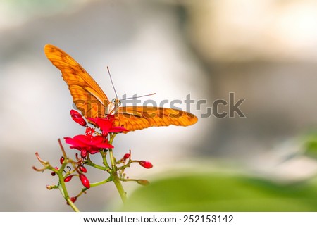 Julia Butterfly (Dryas julia) an invasive alien species in Thailand