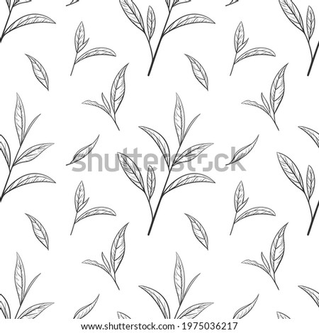 Hand drawn green tea leaf, tips, flush. Sketch Organic food and drink. Vector illustration, seamless pattern black elements on a white background. For printing and design