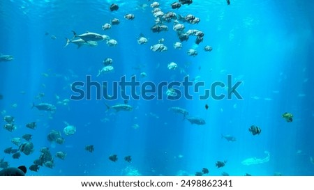 Similar – Image, Stock Photo aquarium Aquarium