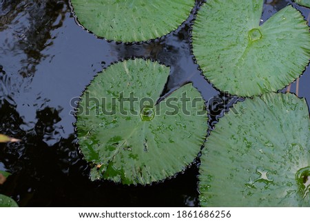 Shutterstock Puzzlepix