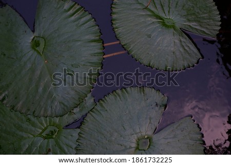 Shutterstock Puzzlepix