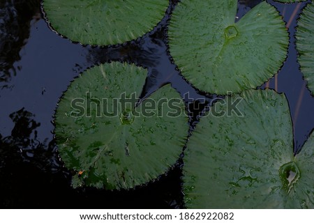 Shutterstock Puzzlepix