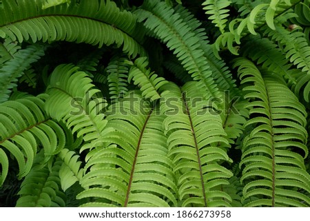 Nephrolepis cordifolia, is a fern native to northern Australia and Asia. It has many common names including fishbone fern,tuberous sword fern,tuber ladder fern, erect sword fern, and narrow sword fern