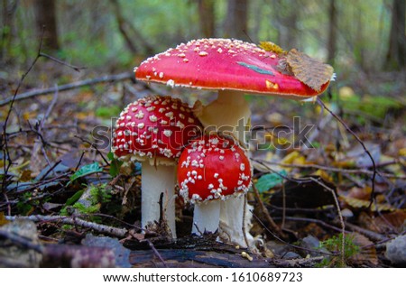 Similar – Fliegenpilz Amanita Muscaria