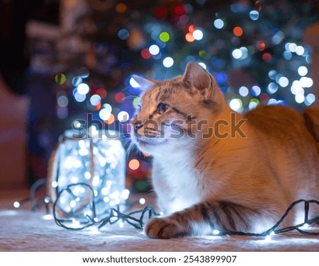 Image, Stock Photo Bengal Cat and Christmas Tree