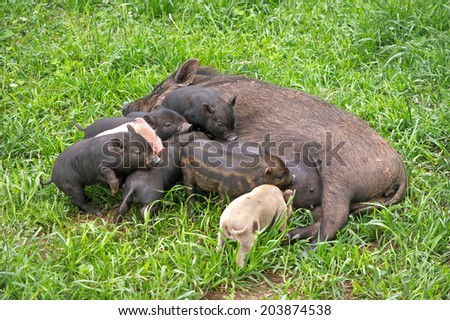 Female pig breastfeeding
