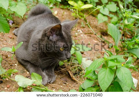 black cat thailand sleep on the ground