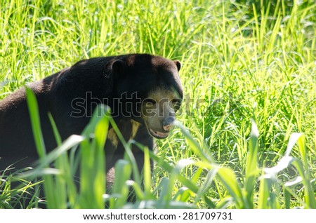 malayun sun bear is dangerous species in forest ,thailand and it have black hair, u-shape