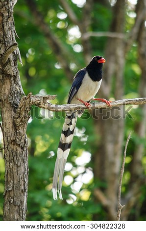 red billed blue magpie is corvidae family of avian . body of bird have blue , white and black colour. it\'s carnivor