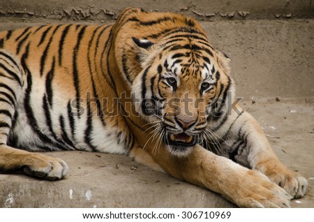 panthera tigris corbetti is playing with friend and it is same cat