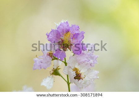 Lagerstroemia calyculata  is derived from its very characteristic mottled flaky bark.\
It is a species of flowering plant in the Lythraceae family and found in Southeast Asia and Oceania.