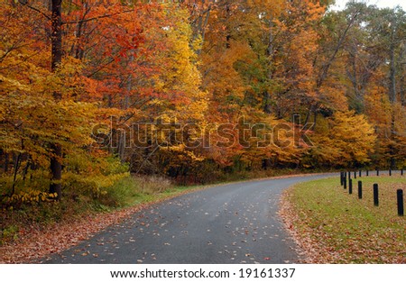 Forest road in autumn scenery