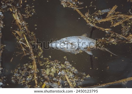 Similar – Image, Stock Photo Dead fish on the beach