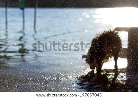 a dog drinking and bathing in the lake water and then shaking off its wet body creating water drops in the afternoon sunlight