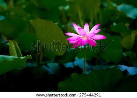 A beautiful lotus flower with pink petals out standing and popping out from the dark green leaves in the shadow.