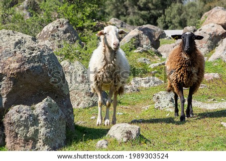 kayalık arazide iki beyaz ve kahverengi koyun fotoğrafı Stok fotoğraf © 