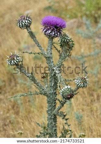 natural thorns, purple flowering thorn photos Stock foto © 