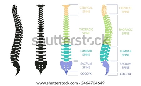 Human spinal column structure with backbone and spine skeletal icon