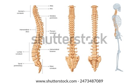 Human spinal column structure with backbone and spine skeletal icon