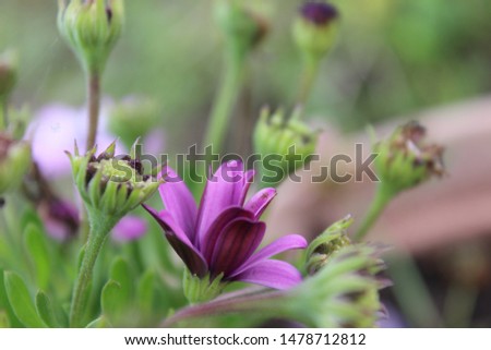 
  Nasıl telaffuz edildiğini öğrenin
purple daisy and green buds Stok fotoğraf © 
