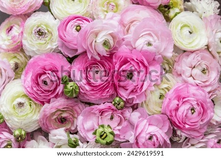 Similar – Image, Stock Photo Ranunculus flowers in a vase