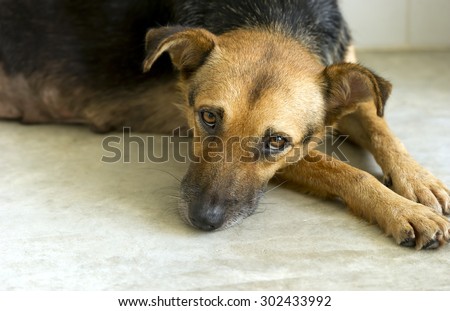 Sad dog is a very sad eyed dog looking lost lonely and abandoned.