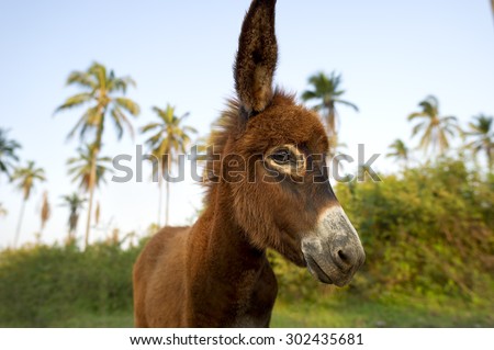 Baby donkey face with a closeup view of head, eye and nose with copyspace on the left side of the frame.