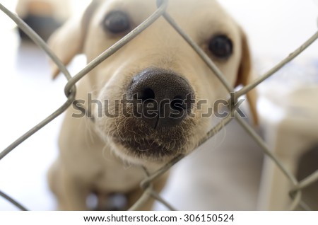 Curious dog nose fence is a cute dog poking his nose through the hole in the fence.