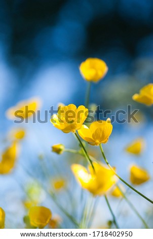 Similar – Image, Stock Photo Swedish buttercups Yellow