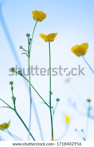 Similar – Image, Stock Photo Swedish buttercups Yellow