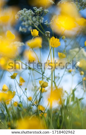 Similar – Image, Stock Photo Swedish buttercups Yellow