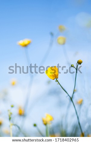 Similar – Image, Stock Photo Swedish buttercups Yellow