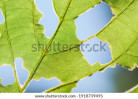 Similar – Image, Stock Photo a leaf with holes