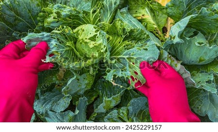 Similar – Image, Stock Photo pink cabbage in a flower vase with strong depth of field