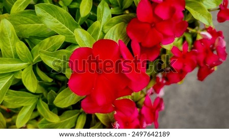 Similar – Image, Stock Photo A bright red garden shed