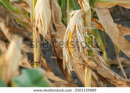 Similar – Image, Stock Photo arid soil in drought caused by climate change