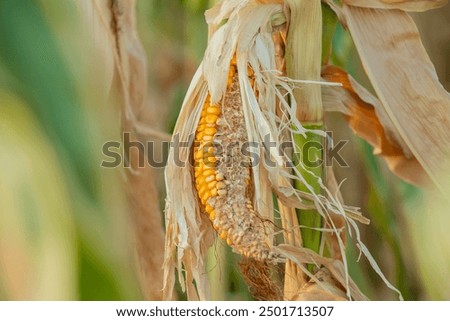 Similar – Image, Stock Photo Climate change and drought land. Water crisis. Arid climate. Crack soil. Global warming. Environment problem. Nature disaster. Dry soil texture background. Dry and cracked skin need moisture concept.