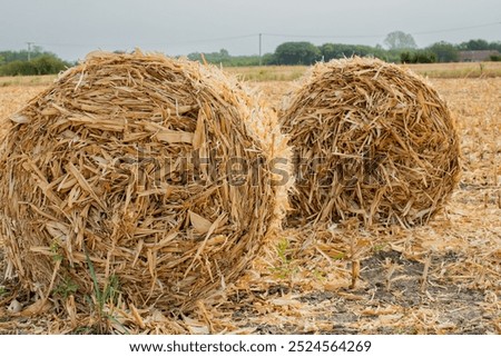 Similar – Image, Stock Photo Swaths of straw and conspicuous ruts on a mown field on a slope, in front of six different small deciduous trees, a road and a meadow / Summer