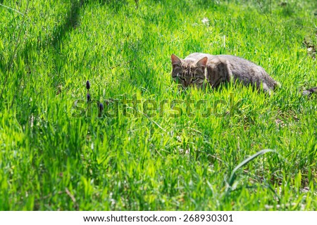 Cat hiding in the grass