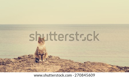 Sad homeless cat sitting on the beach. The image is tinted and selective focus.