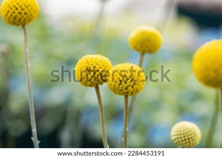 Similar – Image, Stock Photo Inflorescence of Craspedia globosa, Billy button