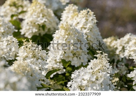 Similar – Image, Stock Photo flower magic Hydrangea