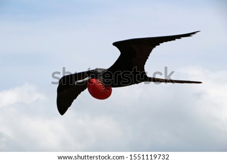 Similar – Image, Stock Photo Flying male frigate bird in the Galapagos Islands