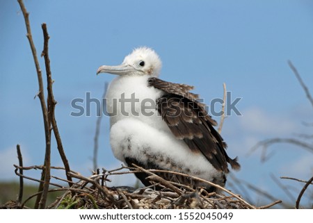 Foto Bild Cute Frigate Bird Cubs in the Galapagos Islands