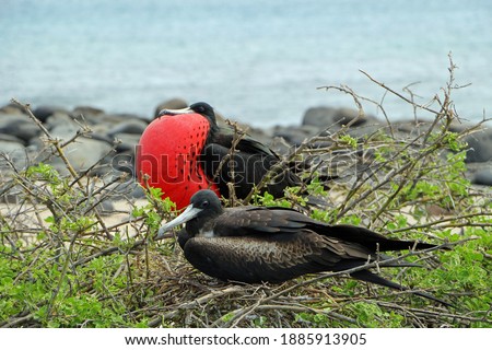 Similar – Image, Stock Photo Flying male frigate bird in the Galapagos Islands