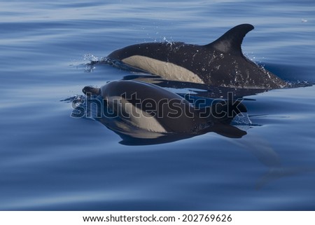 2 common dolphins (delphinus delphi) in Atlantic Ocean near Pico (Azores islands)