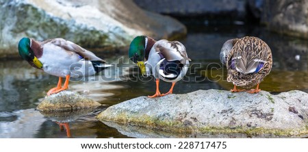 Three ducks wiping themselves with the head rotated and perfectly synchronized.